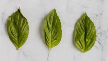 three basil leaves