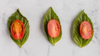 tomato slice on top of basil leaves